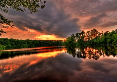 Forest Background