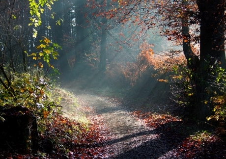 Forest Sunny Way