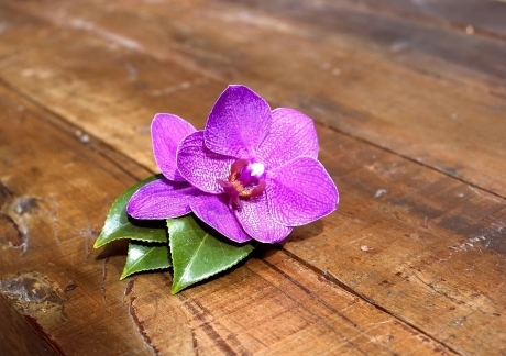 Purple Orchid